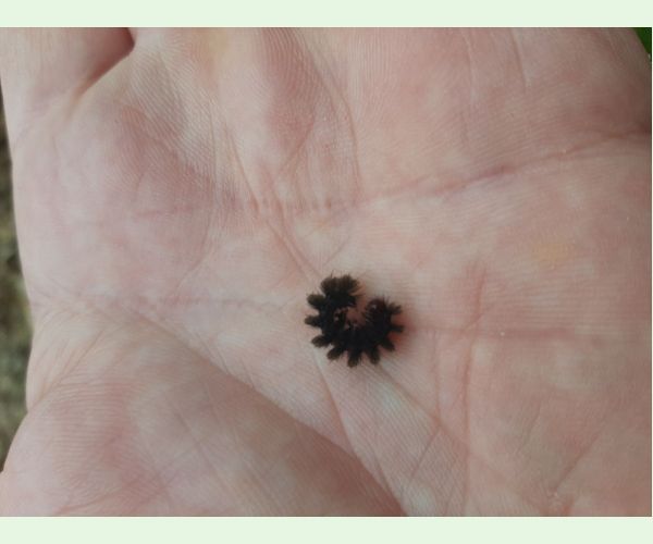 Bieloškvrnáč púpavcový