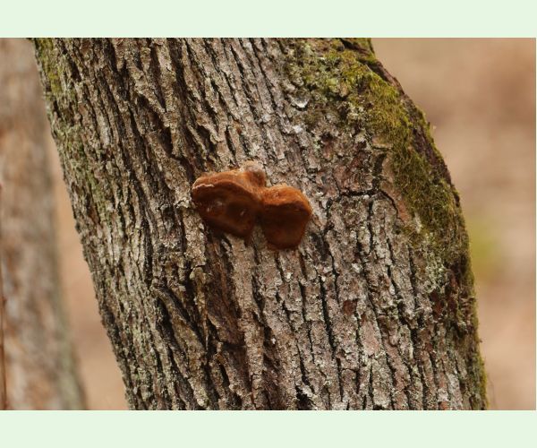 Ohňovec hrboľkatý