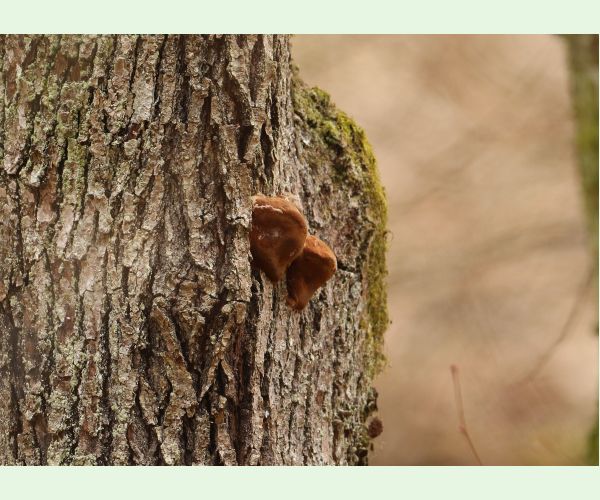 Ohňovec hrboľkatý