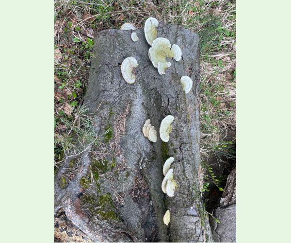 Trúdnikovec chlpatý