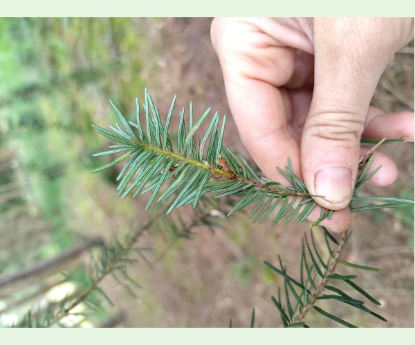 A - This species is not in the database yet