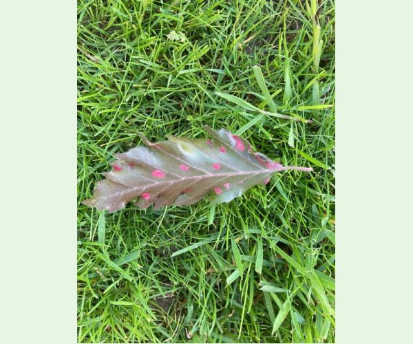 Roztoč Aceria nervisequa faginea