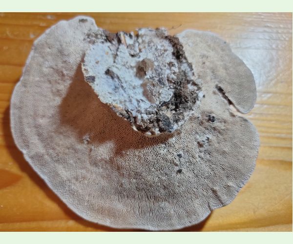 Trúdnikovec hrbatý