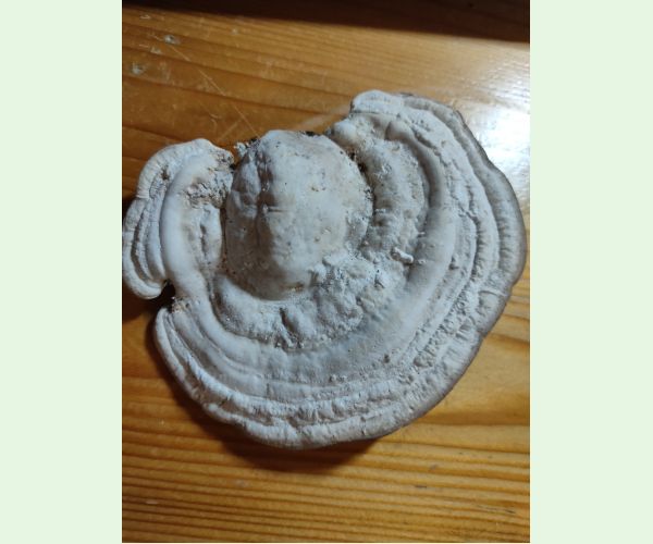 Trúdnikovec hrbatý