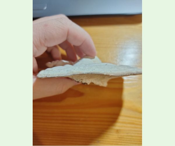 Trúdnikovec hrbatý