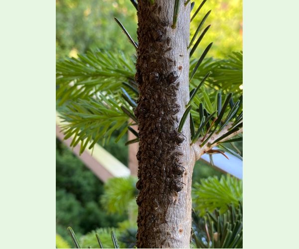 Medovnica Cinara curvipes