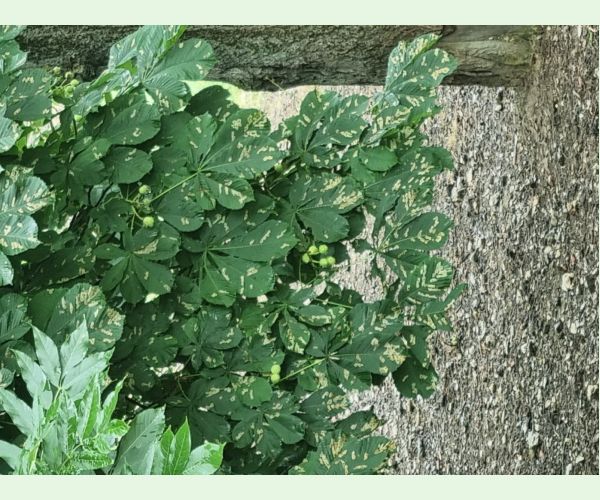 Ploskáčik pagaštanový