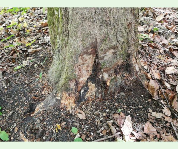 Podpňovka obyčajná