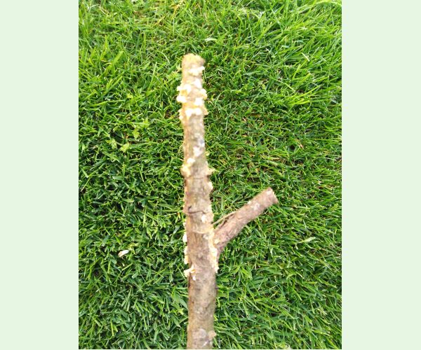 Mechúrnatka vejmutovková