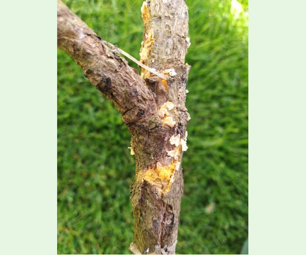 Mechúrnatka vejmutovková