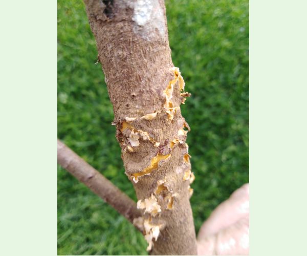 Mechúrnatka vejmutovková