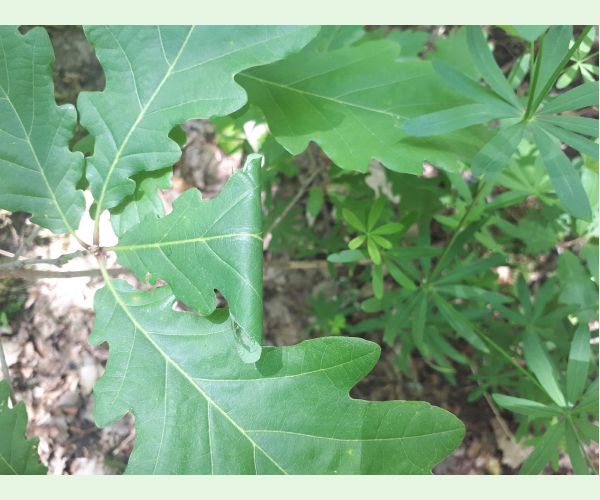 Obaľovač Archips xylosteana