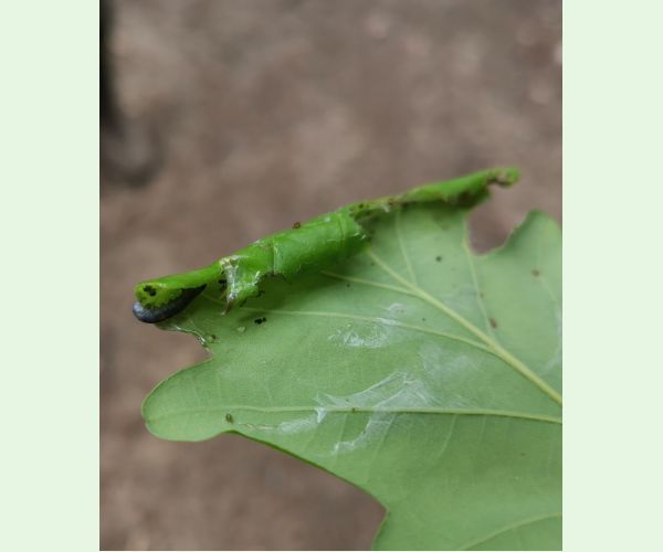 Obaľovač Archips xylosteana