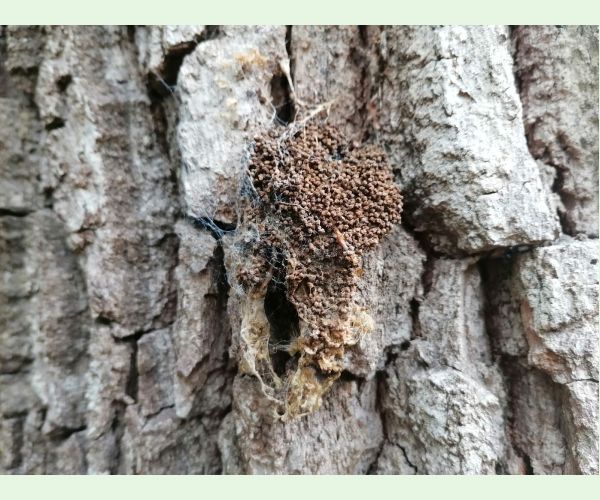 Priadkovček dubový