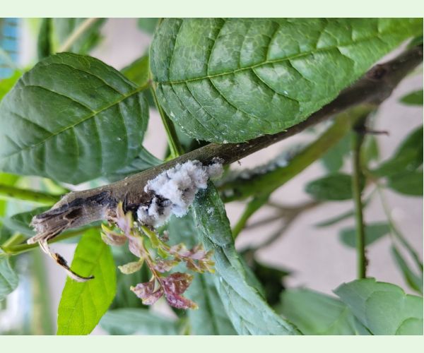 Dutinárka orgovánová