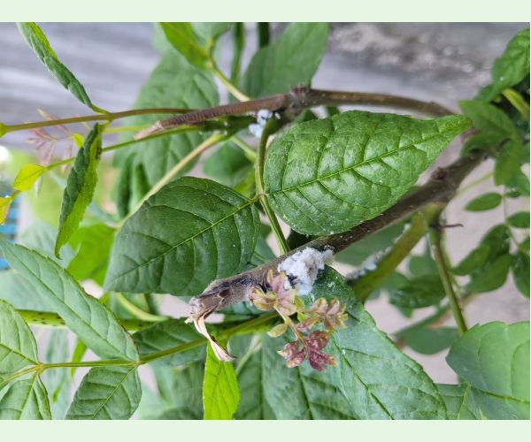 Dutinárka orgovánová