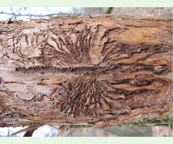 Podkôrniky Scolytus na breste