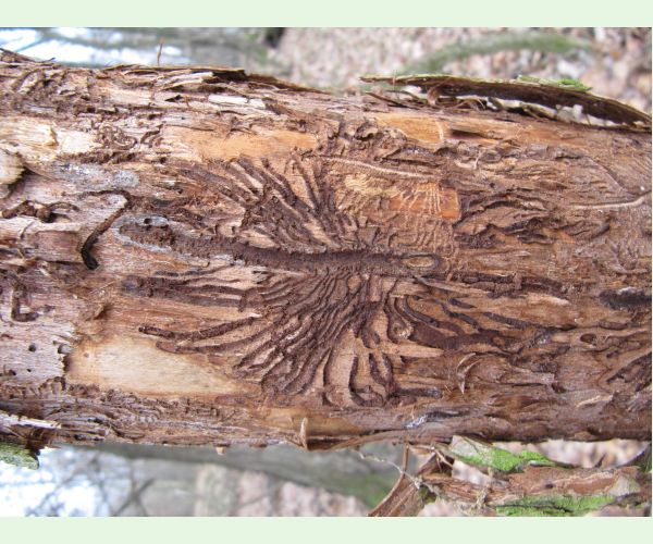 Podkôrniky Scolytus na breste