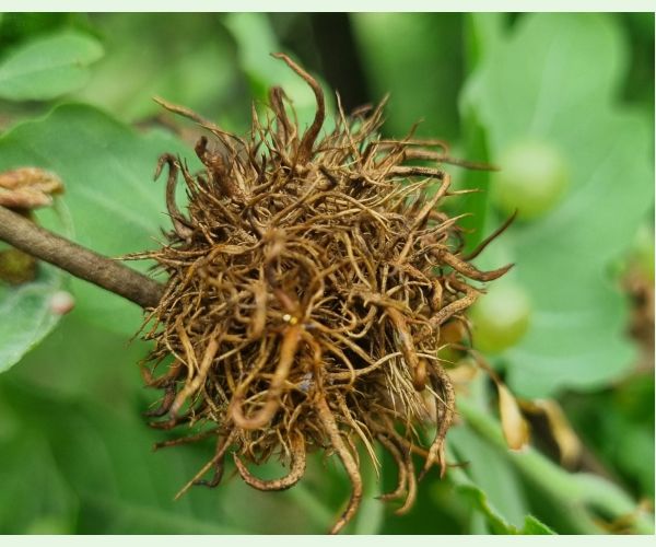 Hrčiarka Andricus caputmedusae