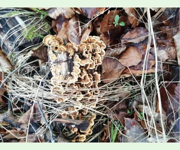 Trúdnikovec pestrý