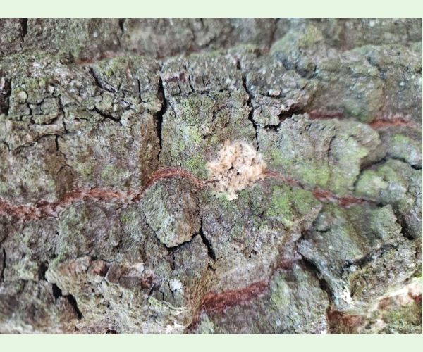 Mníška veľkohlavá