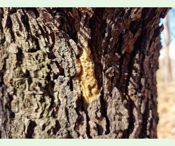 Mníška veľkohlavá