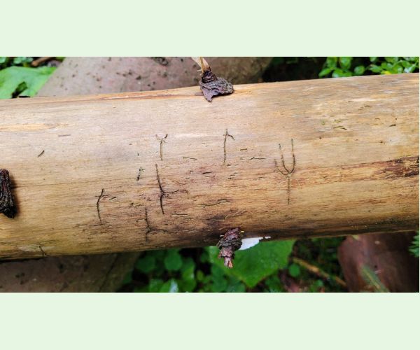 Lykožrút korunový