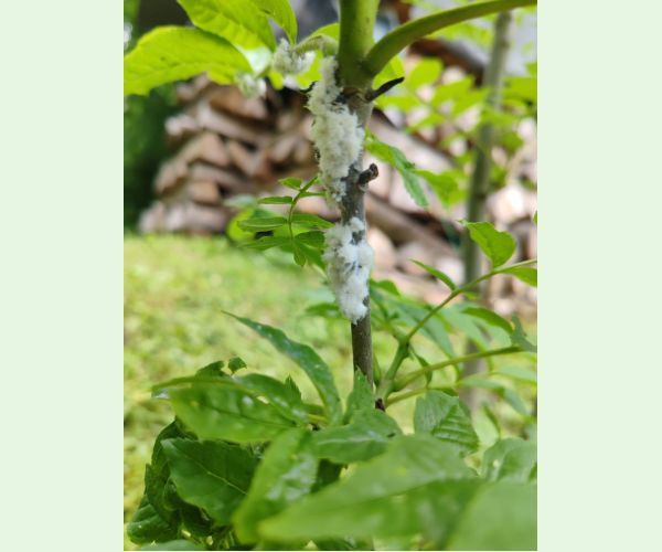 Dutinárka orgovánová