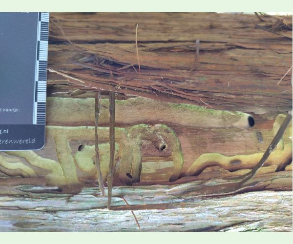 A - Ambiguously determined, we are not sure