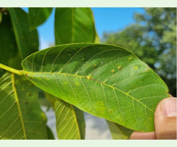 Roztoč Aceria tristriata