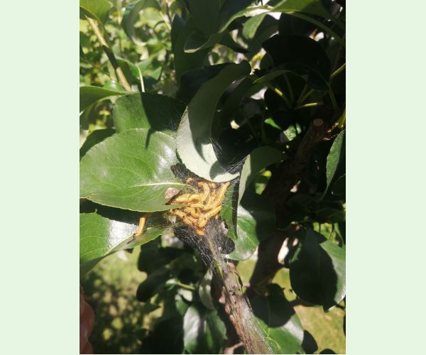 Ploskanka hrušková