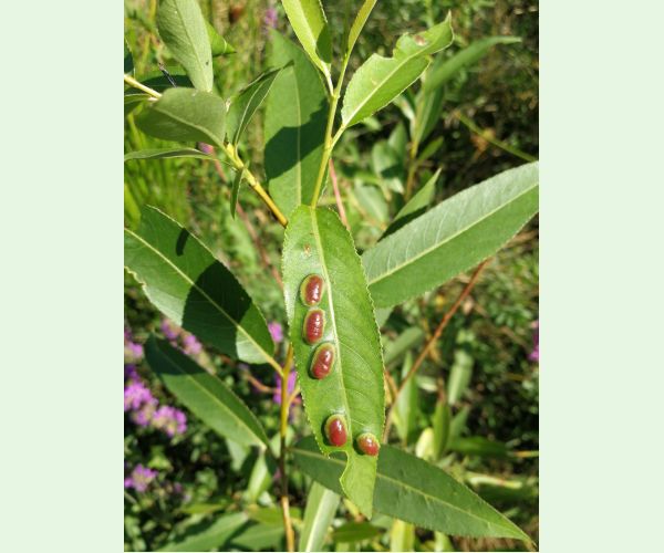 Hrčiarka Pontania proxima