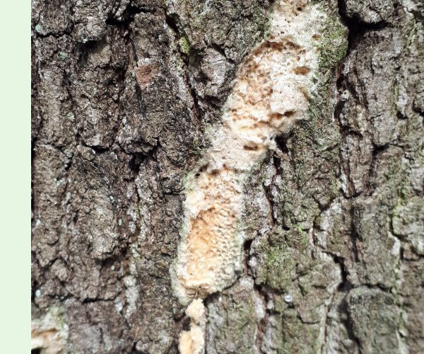 Mníška veľkohlavá