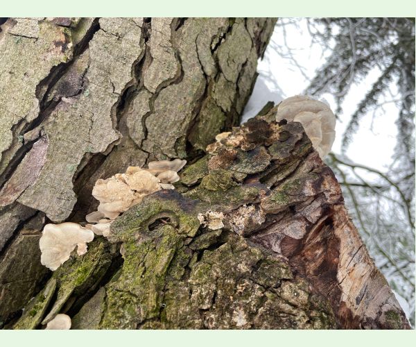 Sivopórovka zadymená