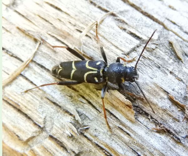 Fuzáč Xylotrechus antilope