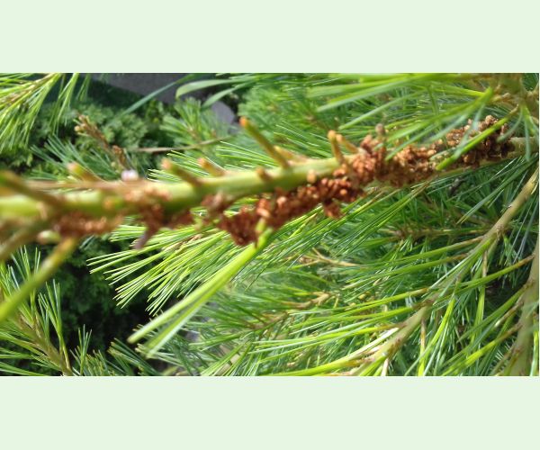 Ploskanka sadenicová