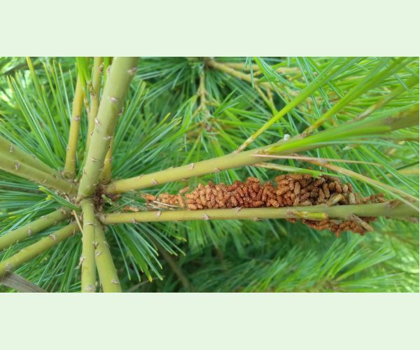 Ploskanka sadenicová