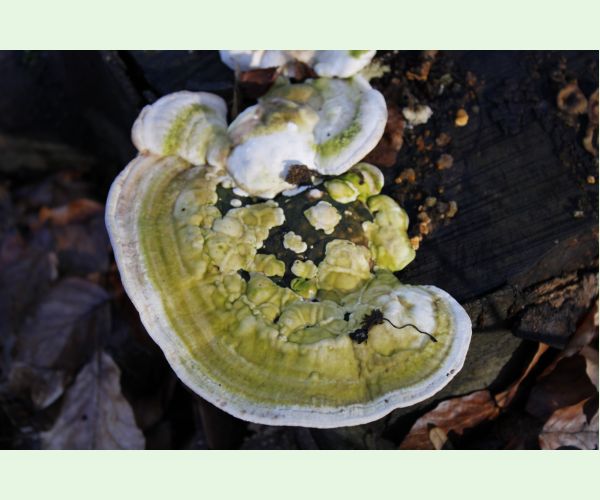 Trúdnikovec hrbatý