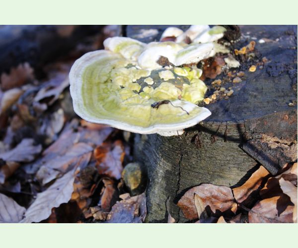 Trúdnikovec hrbatý