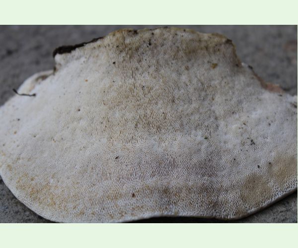 Trúdnikovec hrbatý