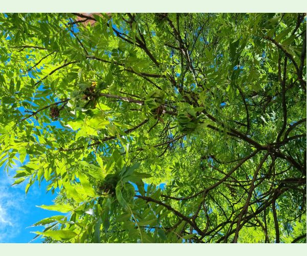 Dutinárka orgovánová