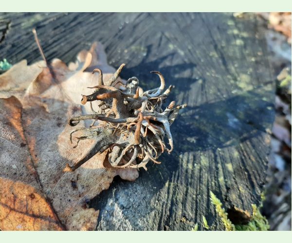 Hrčiarka Andricus caputmedusae