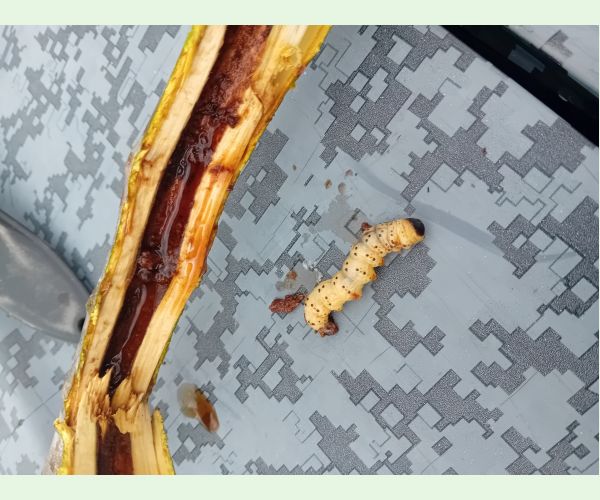 Drevotoč hruškový