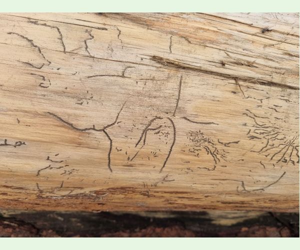 Lykožrút prostredný