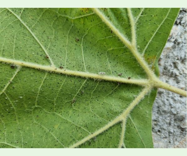 Sietnička platanová