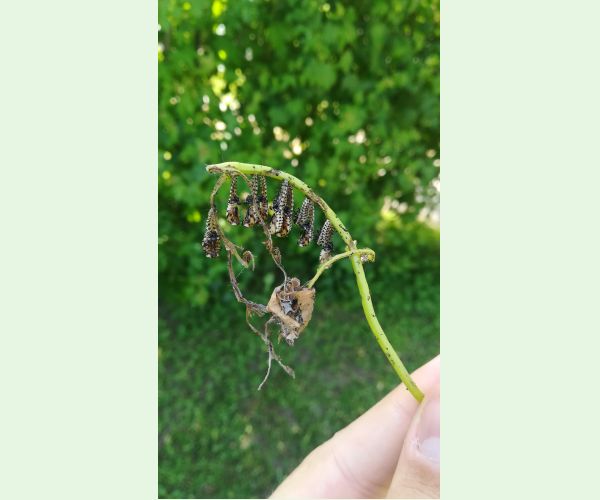 Liskavka Chrysomela vigintipunctata