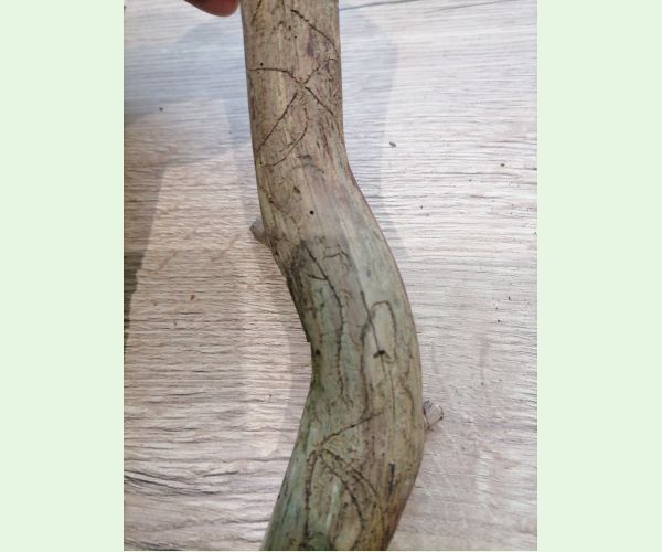 Lykožrút dvojzubý