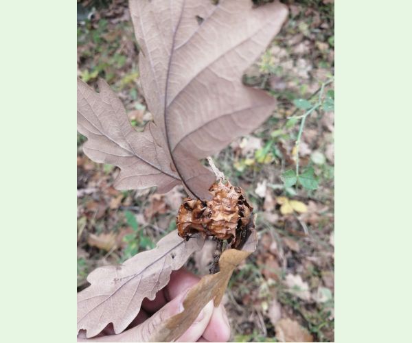 Hrčiarka Andricus dentimitratus