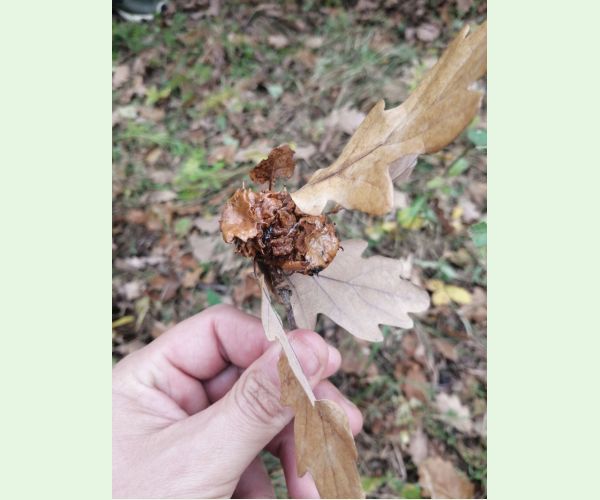 Hrčiarka Andricus dentimitratus