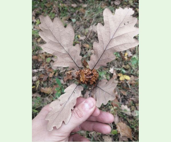 Hrčiarka Andricus dentimitratus